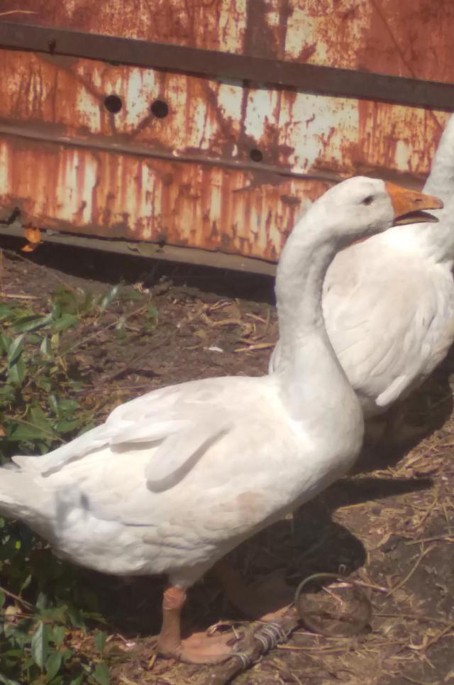 Онлайн выставка. Гусь породы Линда.