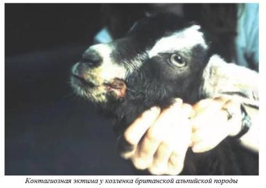 Харвуд – "Ветеринарное руководство по здоровью и благополучию коз". Гл. 14, ч. 2