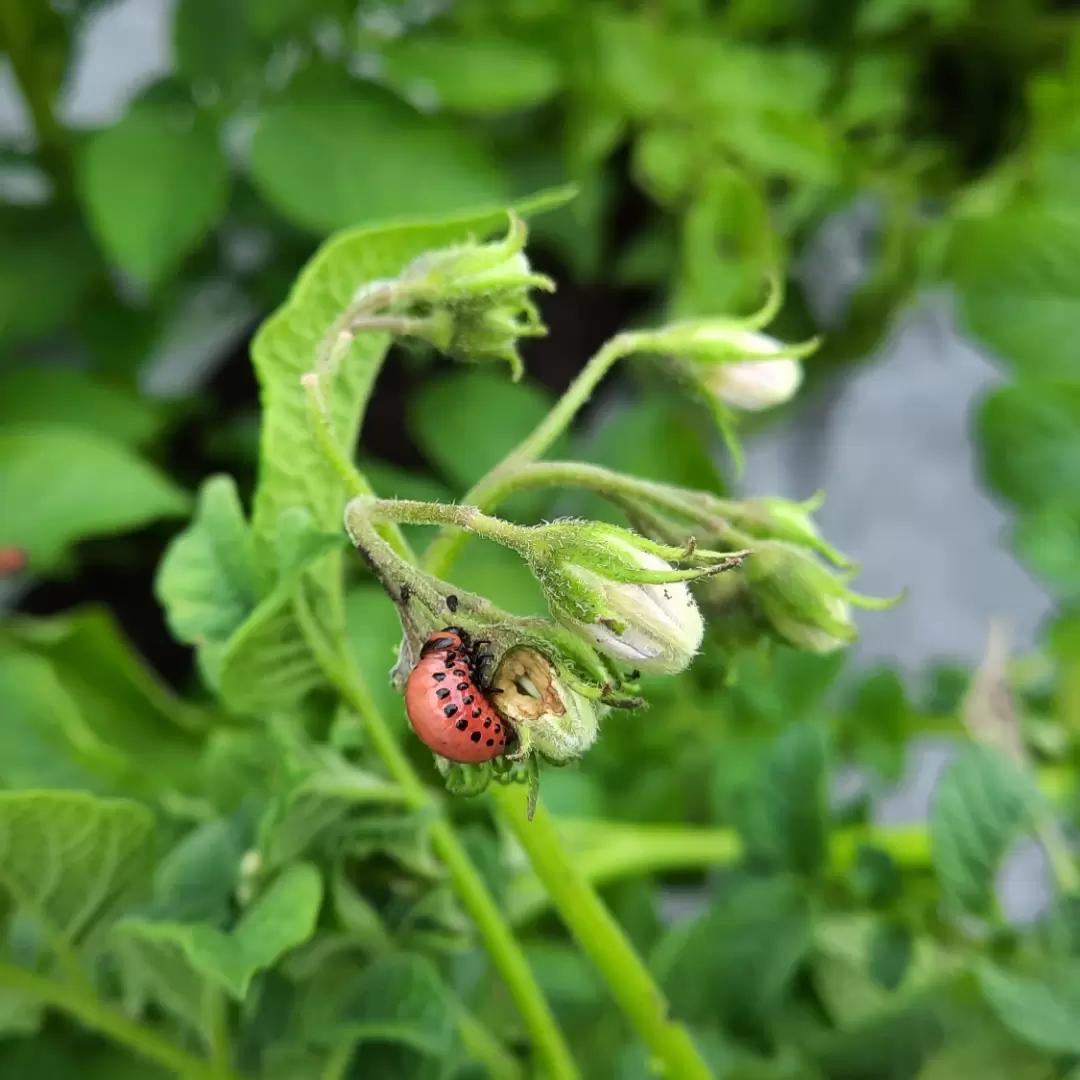 Скутум® против колорадского жука