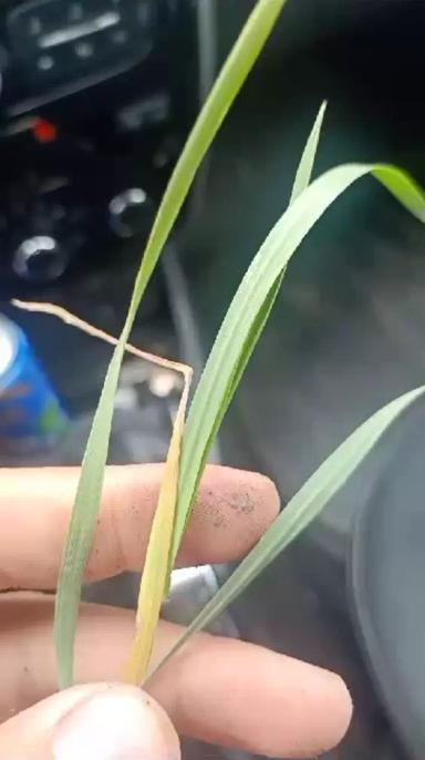 Вопросы из чатов: что с пшеницей?