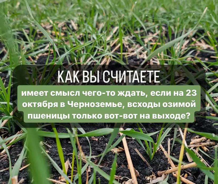 СИТУАЦИЯ С ОЗИМОЙ ПШЕНИЦЕЙ НА СЕГОДНЯ.