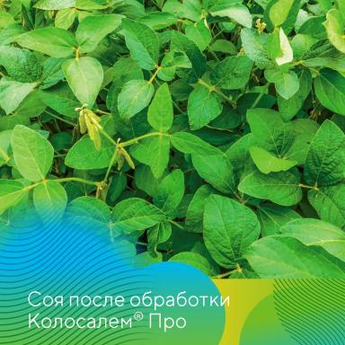 Фунгициды на сое