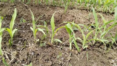 Влияние ряда стимуляторов на пшеницу кукурузу и рапс. Продолжение.