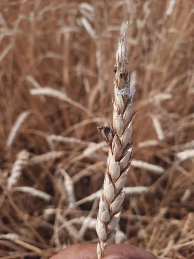 Вопросы из чатов: чем болеет пшеница?