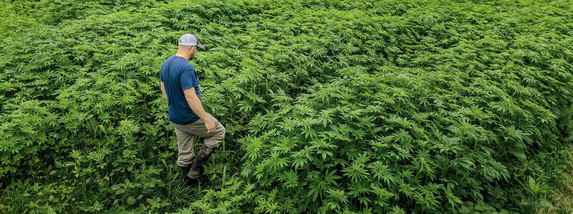 Возрождение технической конопли в России