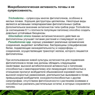 Обыкновенная корневая гниль: роль почвы