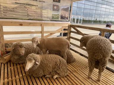 Артлухский меринос - порода овец 