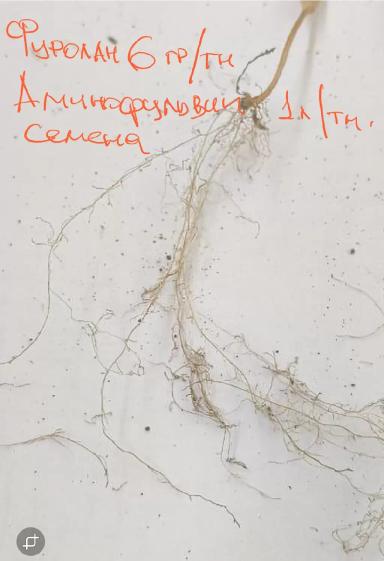 формирование крепких всходов в сложных условиях