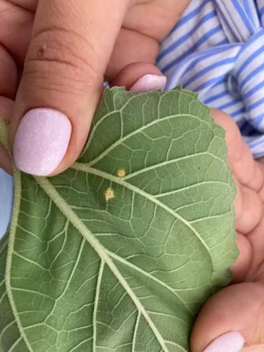 Поражение листьев подсолнечника