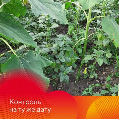 Зарегистрирован новый гербицид Питон®!