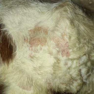 Вопросы из чатов: от чего у коров поражения кожи?