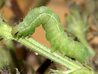 Совка-гамма