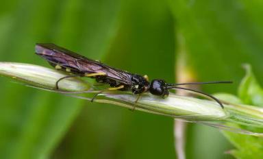 Обыкновенный хлебный пилильщик