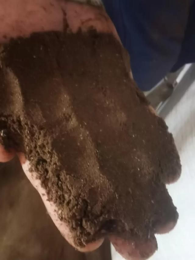 Шрот рапсовый