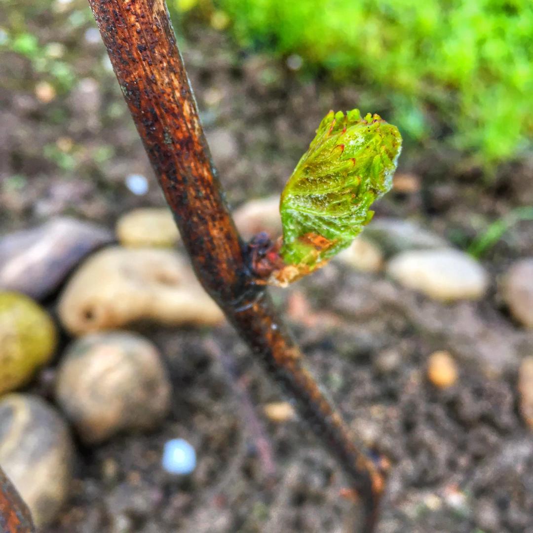 Распускается виноград.