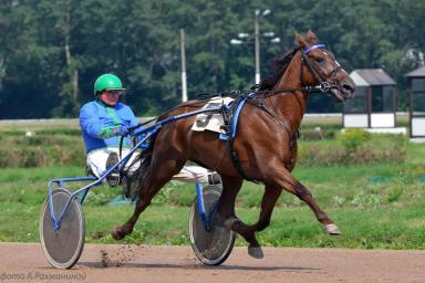 Французская рысистая 