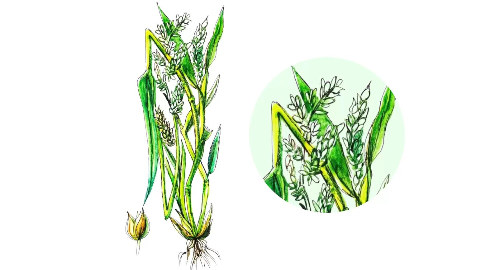 Просо куриное / Ежовник обыкновенный
