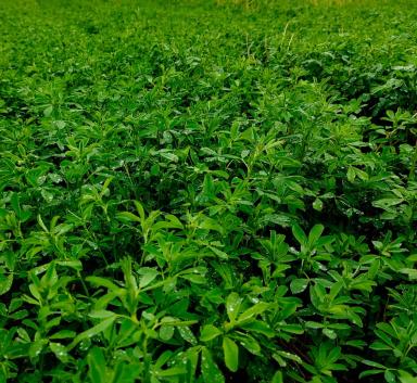 Джулия (Guilia) – люцерна синяя (Medicago sativa L.).