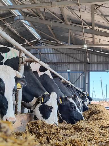 " Тепловой стресс коров 🐄 "