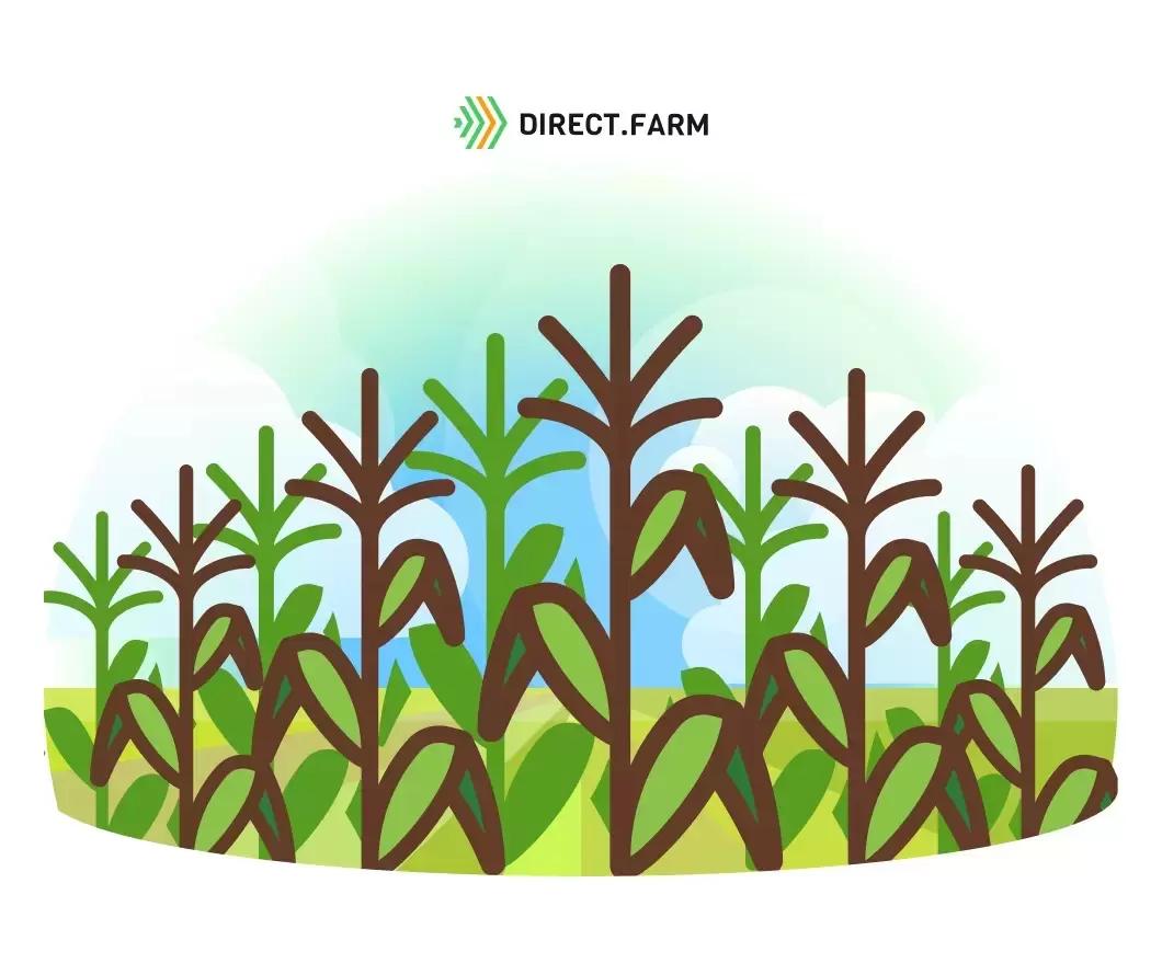 Гибриды кукурузы на силос (новинки 2022 года)