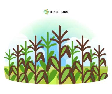 Гибриды кукурузы на силос (новинки 2022 года)