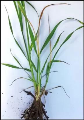 Угроза: Ячменная шведская муха