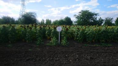 Ирэн ® - гибрид подсолнечника (Helianthus annuus L.).