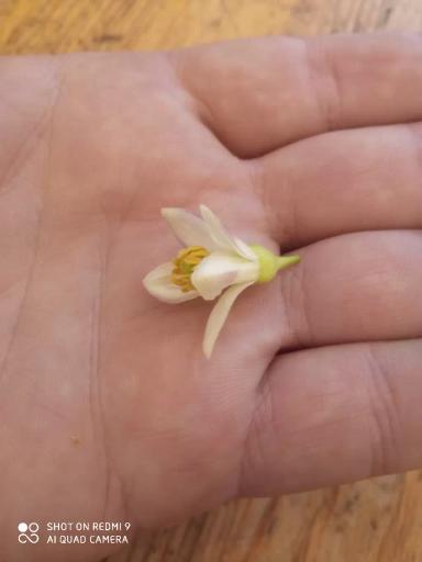 Зачем укоренять лимон?