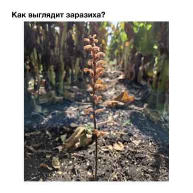 Заразиха. Стоп!