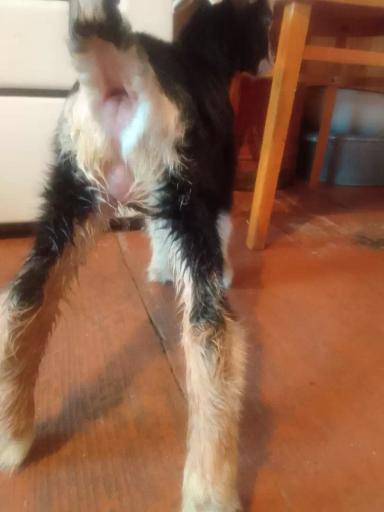 Из-за чего у новорожденной козочки проблемы с мочеиспусканием?