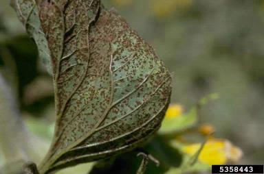 Ржавчина подсолнечника