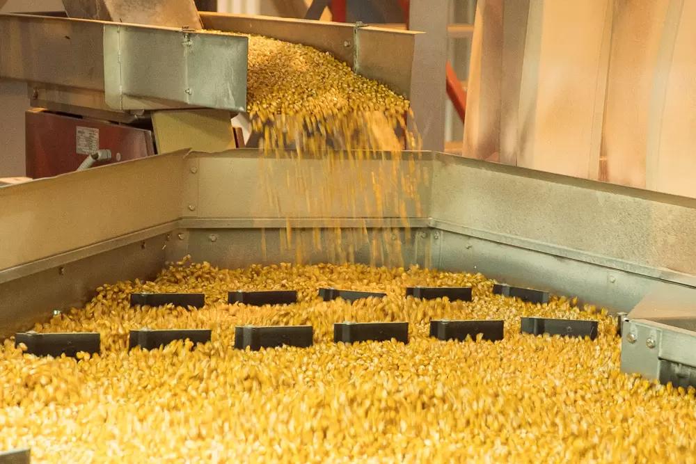 Минсельхоз: площади насаждений с семенами РФ растут, но необходимы инвестиции