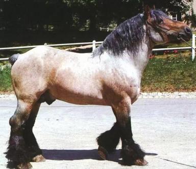 Арденская порода лошадей