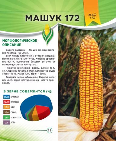 Машук 172