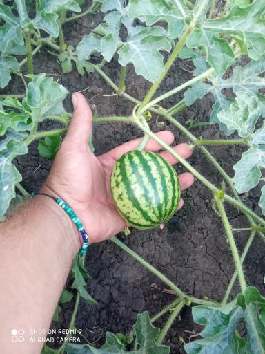 Разбор полетов 2023. Бахча