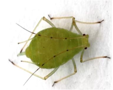 Угроза: Гороховая тля