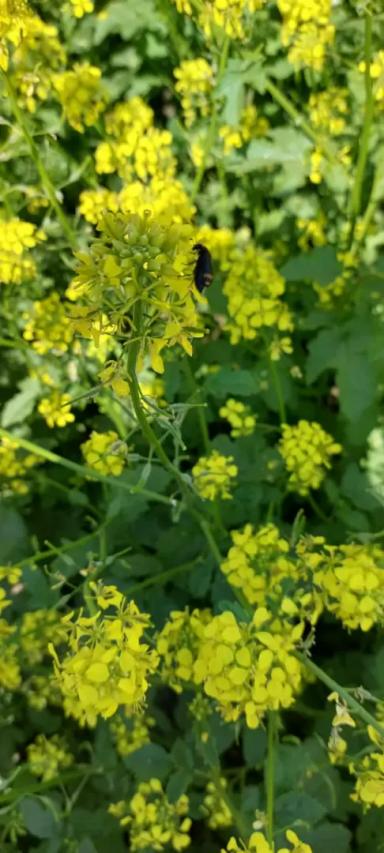 Вопросы из чатов: Что это за вредитель ?