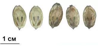 Борщевик Сосновского