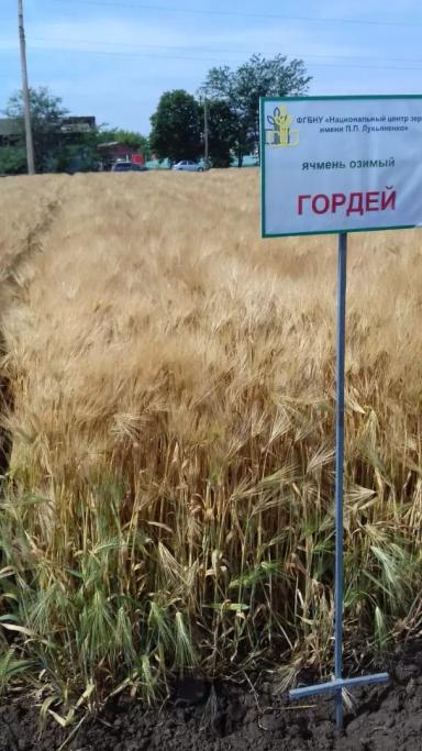 Гордей  сорт ячменя озимого