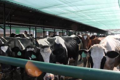 Памятка ветеринара: запавшие голодные ямки у коровы