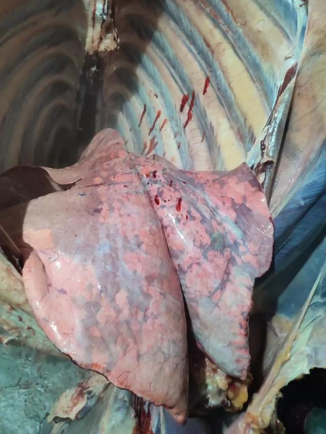 Вопросы из чатов: как интерпретировать результаты вскрытия коров?