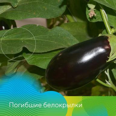 Опыт применения биологического инсектоакарицида