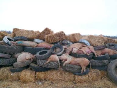 Африканская чума свиней