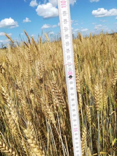 Как внешние услуги могут улучшить результаты агропредприятия