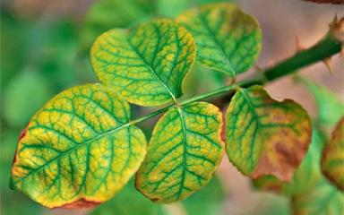 Марганец в растениях и почве