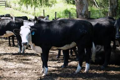 Сеноконвертер