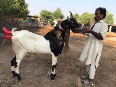 Камори - порода коз