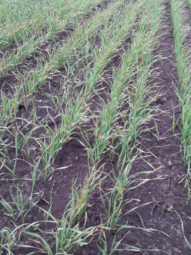 АГРОМОНИТОРИНГ.