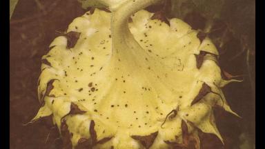 Альтернариоз подсолнечника