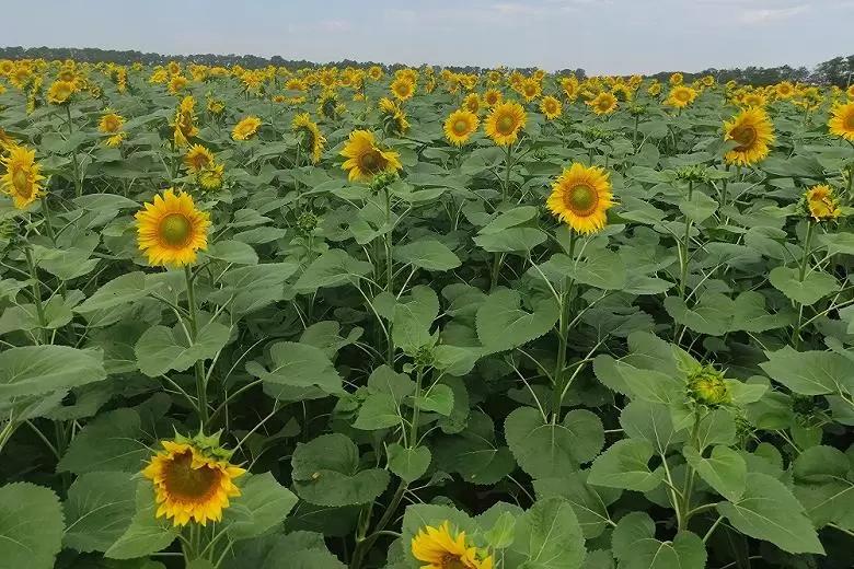 Минсельхоз: Россия полностью обеспечена семенами масличных